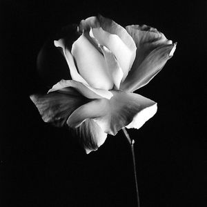 Meet your Posher, Manda